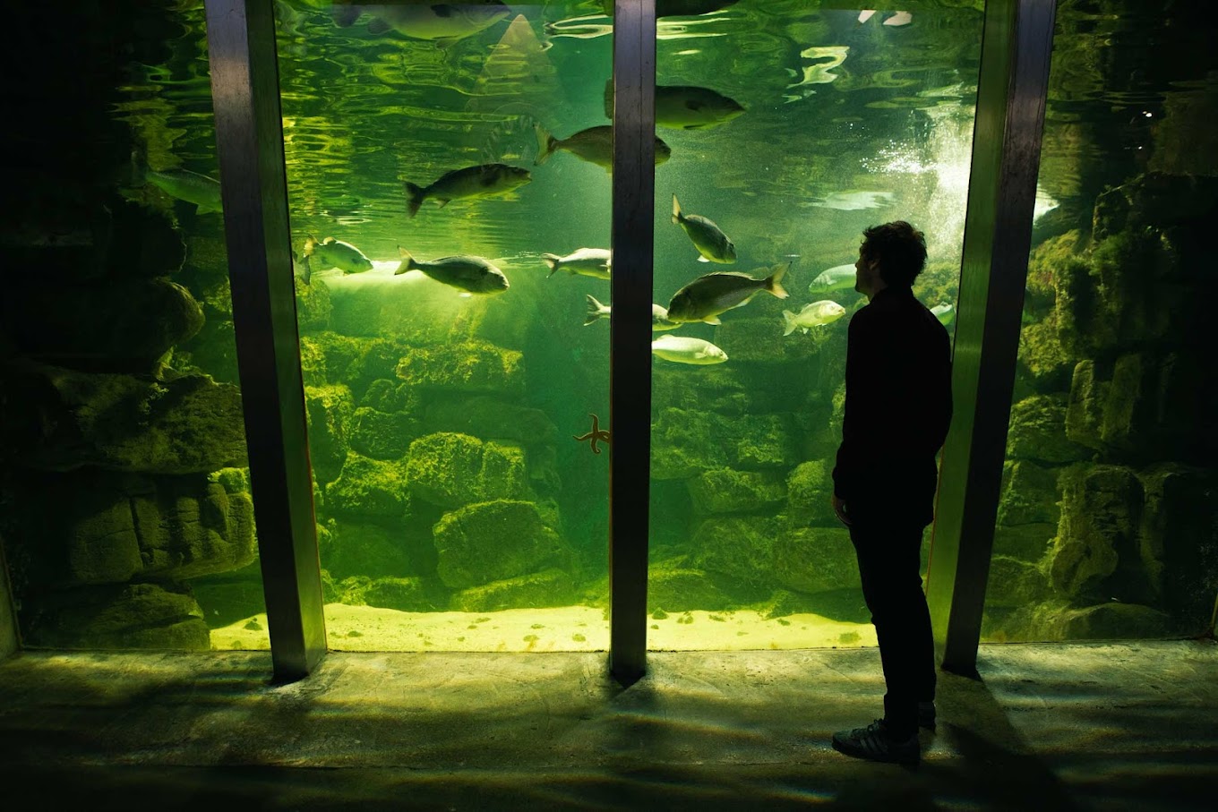 Galway Atlantaquaria